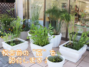 校舎前が夏になりました！